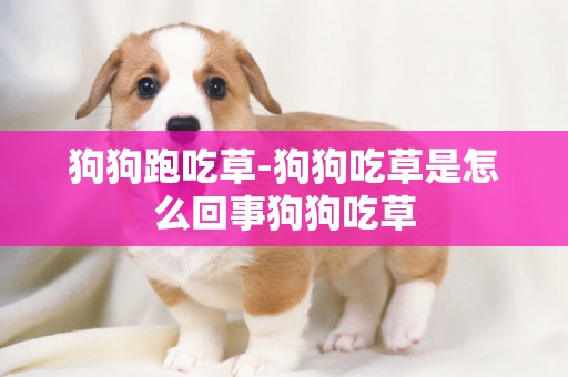 狗狗跑吃草-狗狗吃草是怎么回事狗狗吃草