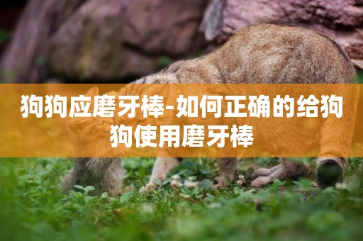 狗狗應磨牙棒-如何正確的給狗狗使用磨牙棒