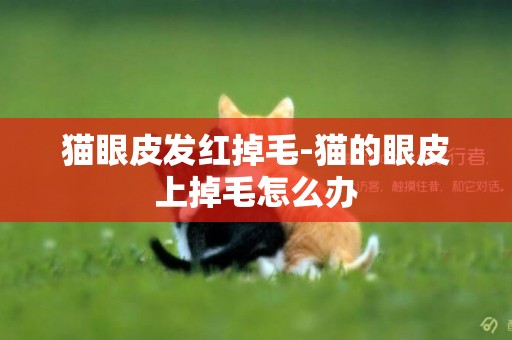 貓眼皮發紅掉毛-貓的眼皮上掉毛怎么辦