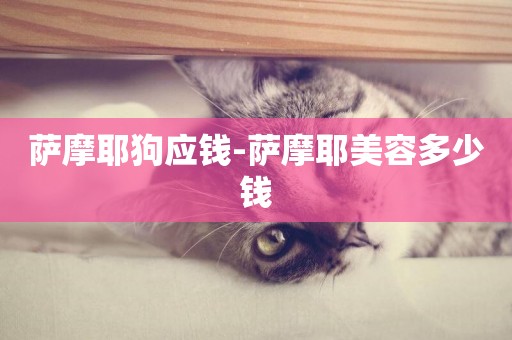 薩摩耶狗應錢-薩摩耶美容多少錢