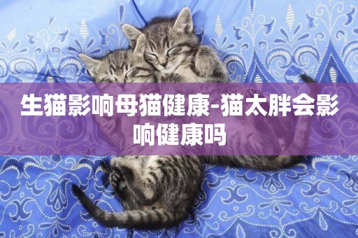 生貓影響母貓健康-貓太胖會影響健康嗎