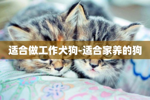 適合做工作犬狗-適合家養的狗