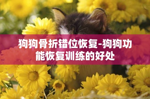 狗狗骨折錯位恢復-狗狗功能恢復訓練的好處