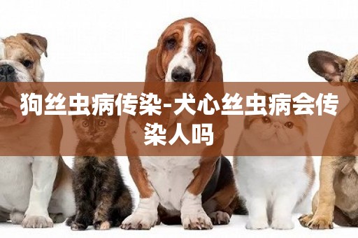 狗絲蟲病傳染-犬心絲蟲病會傳染人嗎