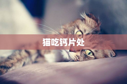 貓吃鈣片處