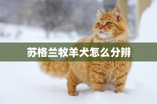 蘇格蘭牧羊犬怎么分辨