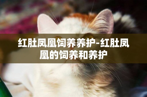紅肚鳳凰飼養養護-紅肚鳳凰的飼養和養護