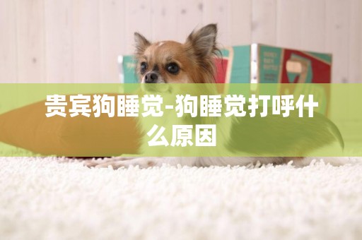 貴賓狗睡覺-狗睡覺打呼什么原因