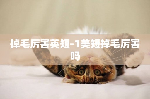 掉毛厲害英短-1美短掉毛厲害嗎
