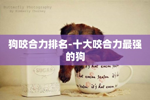 狗咬合力排名-十大咬合力最強的狗