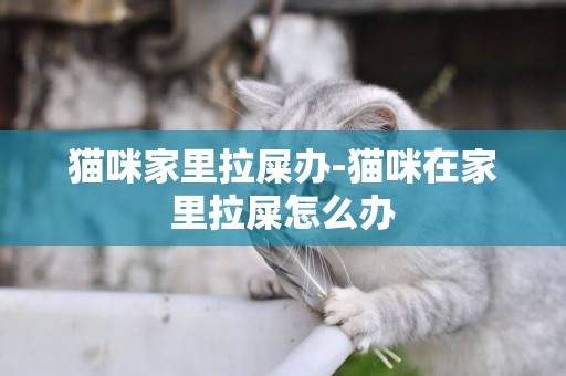 貓咪家里拉屎辦-貓咪在家里拉屎怎么辦
