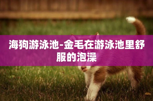 海狗游泳池-金毛在游泳池里舒服的泡澡