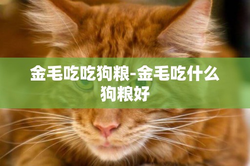金毛吃吃狗糧-金毛吃什么狗糧好