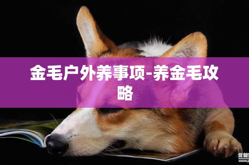 金毛戶外養事項-養金毛攻略
