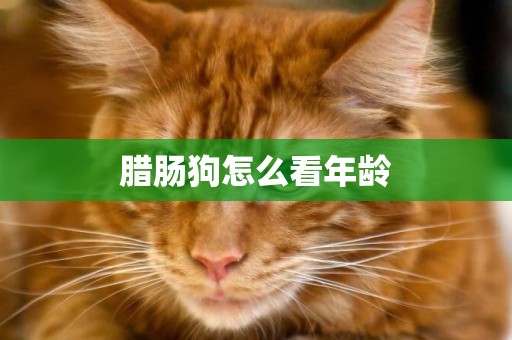 臘腸狗怎么看年齡