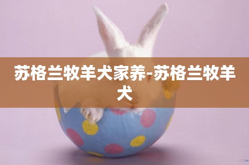 蘇格蘭牧羊犬家養-蘇格蘭牧羊犬