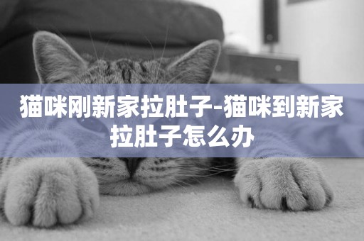 貓咪剛新家拉肚子-貓咪到新家拉肚子怎么辦