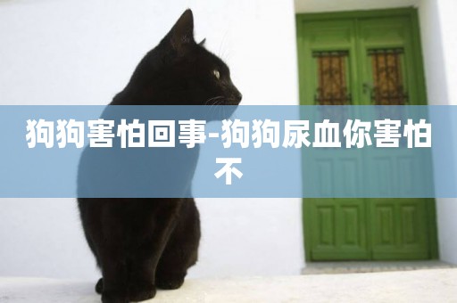 狗狗害怕回事-狗狗尿血你害怕不