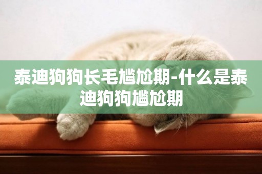 泰迪狗狗長毛尷尬期-什么是泰迪狗狗尷尬期