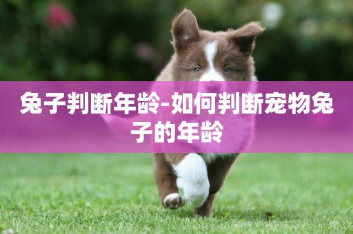 兔子判斷年齡-如何判斷寵物兔子的年齡