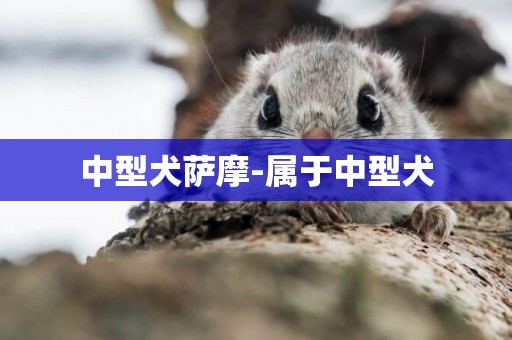 中型犬薩摩-屬于中型犬