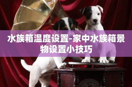 水族箱溫度設置-家中水族箱景物設置小技巧