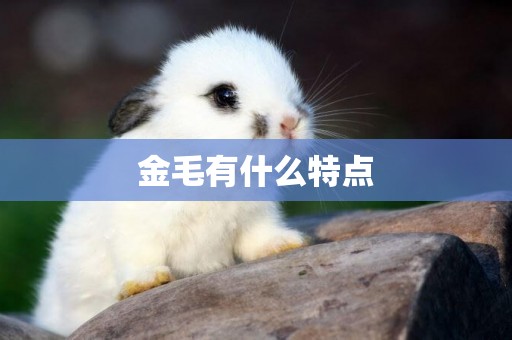 金毛有什么特點