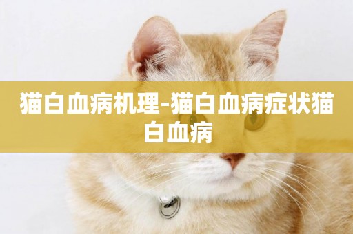 貓白血病機理-貓白血病癥狀貓白血病