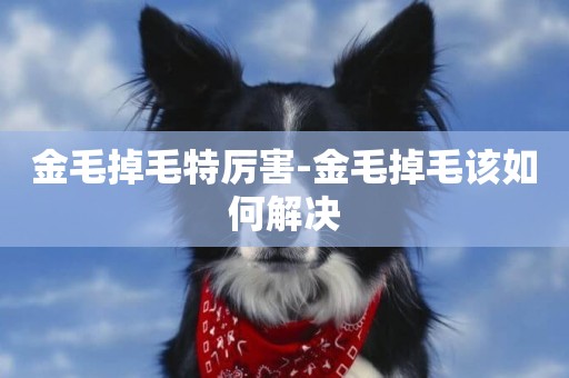 金毛掉毛特厲害-金毛掉毛該如何解決