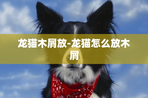 龍貓木屑放-龍貓怎么放木屑