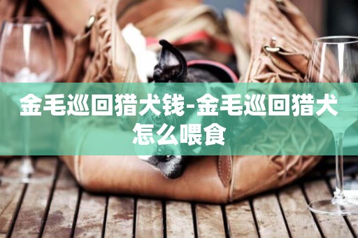 金毛巡回獵犬錢-金毛巡回獵犬怎么喂食