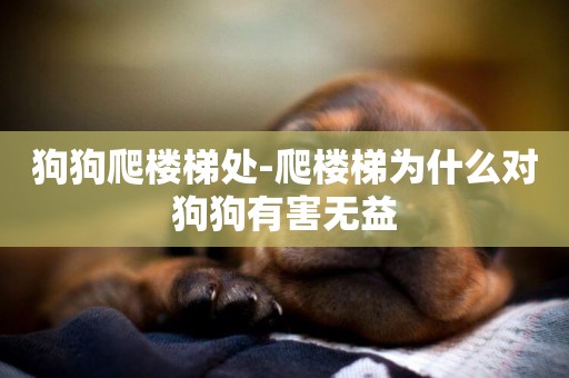 狗狗爬樓梯處-爬樓梯為什么對狗狗有害無益
