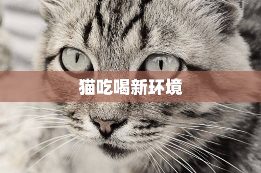 貓吃喝新環境
