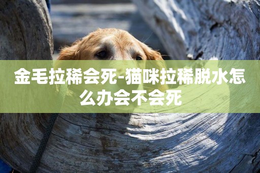 金毛拉稀會死-貓咪拉稀脫水怎么辦會不會死