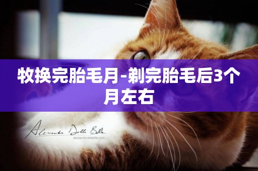 牧換完胎毛月-剃完胎毛后3個月左右