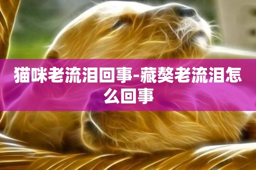 貓咪老流淚回事-藏獒老流淚怎么回事