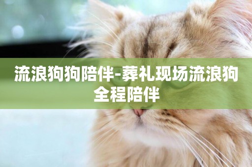 流浪狗狗陪伴-葬禮現場流浪狗全程陪伴