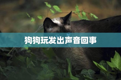 狗狗玩發出聲音回事