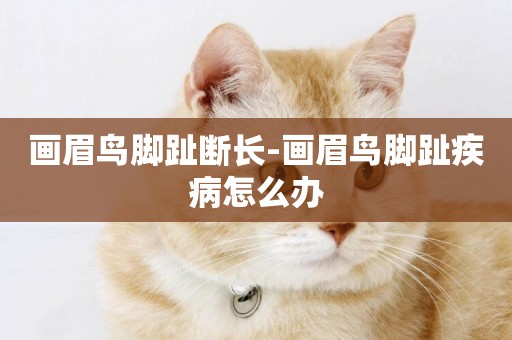 畫眉鳥腳趾斷長-畫眉鳥腳趾疾病怎么辦