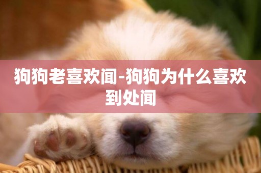 狗狗老喜歡聞-狗狗為什么喜歡到處聞