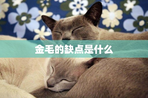 金毛的缺點是什么