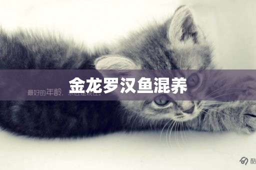 金龍羅漢魚混養