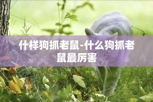 什樣狗抓老鼠-什么狗抓老鼠最厲害