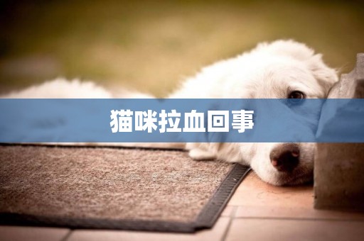 貓咪拉血回事