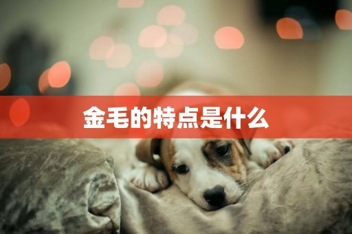 金毛的特點是什么