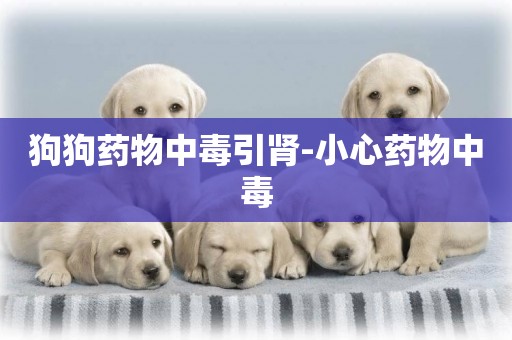 狗狗藥物中毒引腎-小心藥物中毒