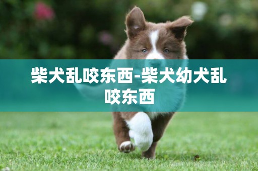 柴犬亂咬東西-柴犬幼犬亂咬東西