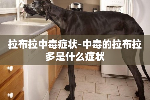 拉布拉中毒癥狀-中毒的拉布拉多是什么癥狀