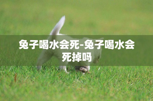 兔子喝水會死-兔子喝水會死掉嗎
