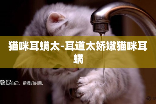 貓咪耳螨太-耳道太嬌嫩貓咪耳螨